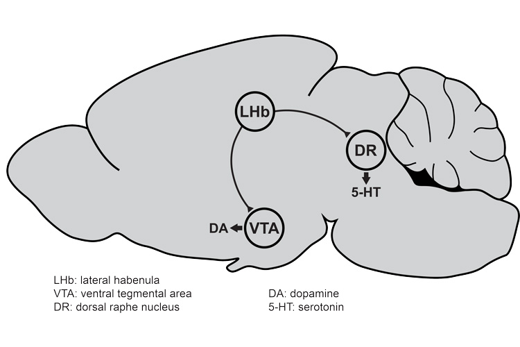 diagram of mouse brain