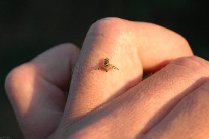 Mediterranean fruit fly sitting on a human hand