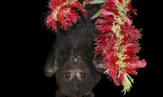 Australian black flying fox