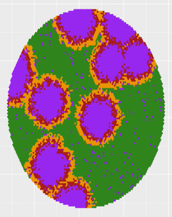 A model of a viral infection showing green pixels taken over by purple pixels