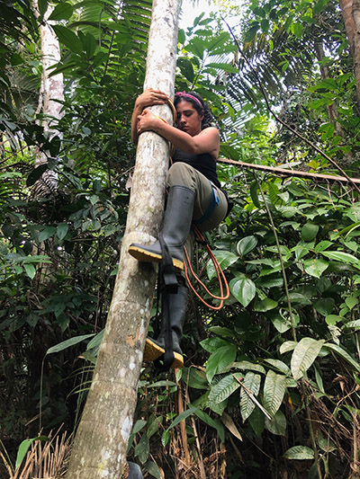 Ph.D. student Giovanna Figueroa climbs an ungurahui tree in the Western Amazon.
