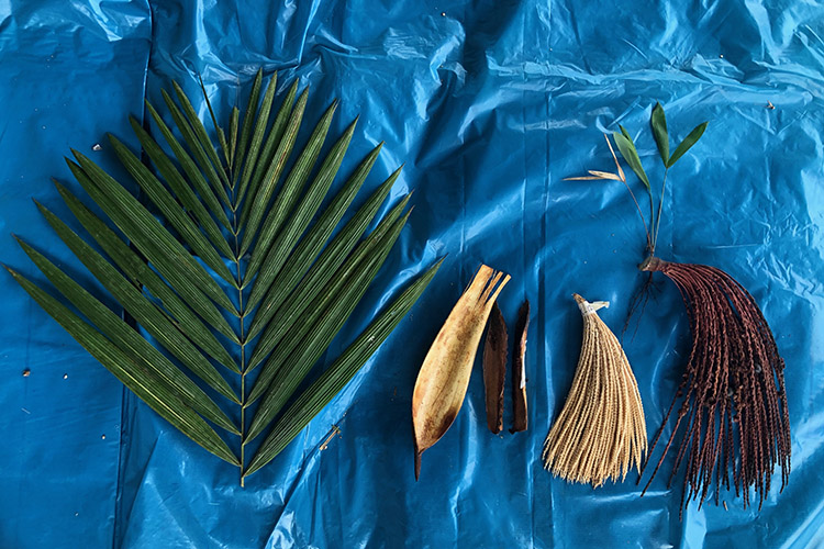 Giovanna Figueroa, a Berkeley Ph.D. student, collected these samples from a palm tree in the Western Amazon.