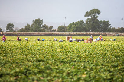 A green field with people picking berries in the background