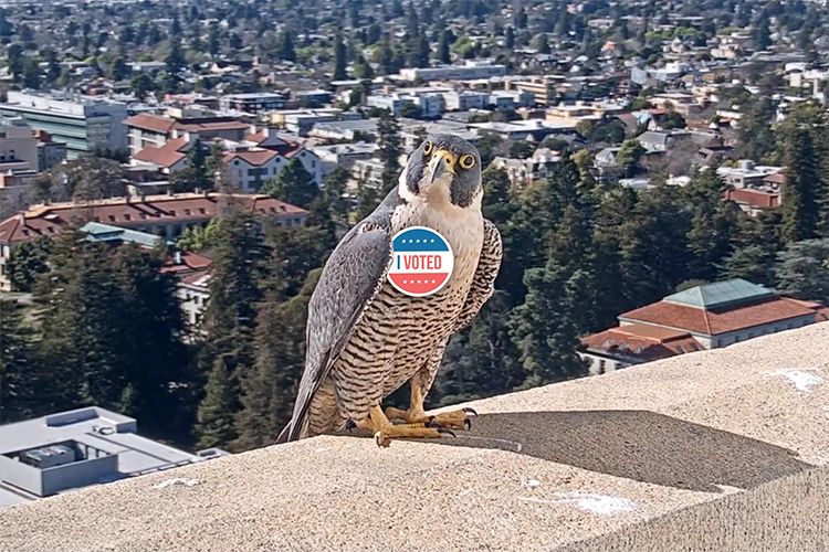 A Photoshopped image of Annie the falcon shows her wearing an "I Voted" button.