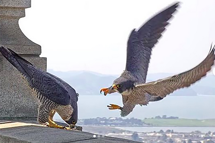 Falcons on the Campanile show their courting behavior.