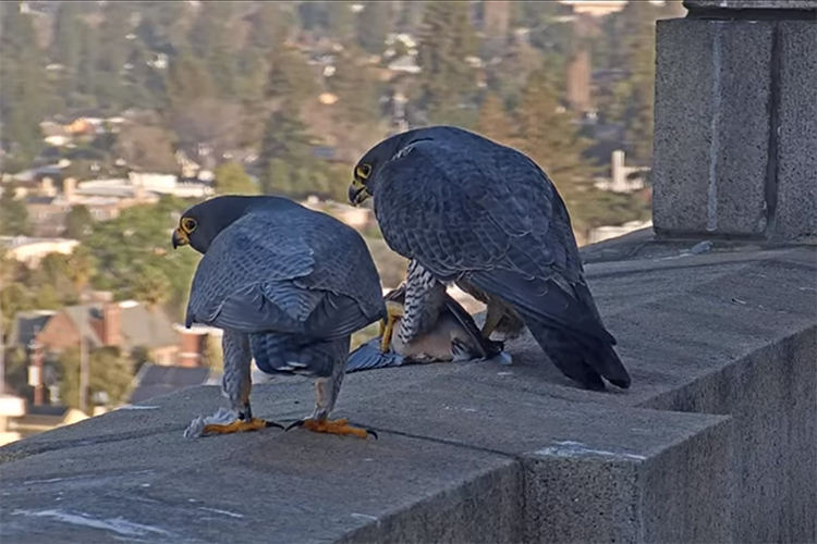 Cal falcons Annie and Grinnell eat a mourning dove for breakfast on Feb. 29.