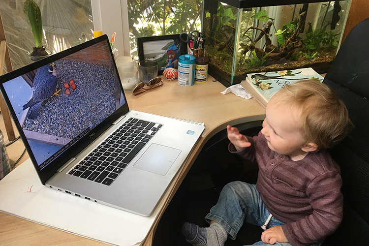 Vireo Schofield_Peterson, age 17 months, waves to Annie the falcon on his family's computer.