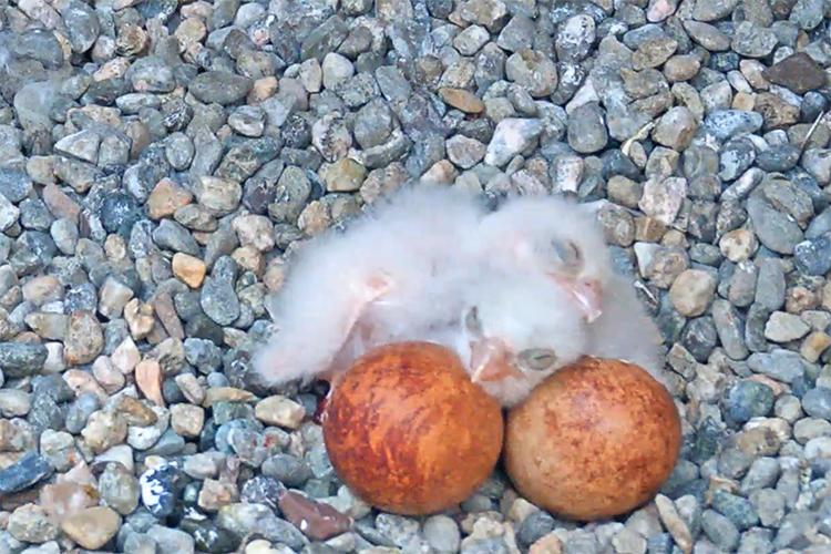 The first two baby peregrine falcons of 2020 born to Annie and Grinnell, who have lived on the Campanile for four years, nap on top of each other on Sunday, April 19.