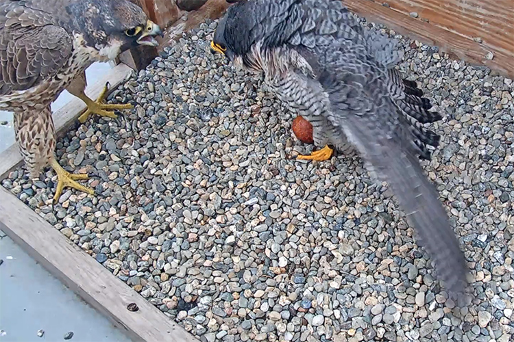 A juvenile female falcon lands in the nest on the Campanile where falcon parents Grinnell and Annie are incubating four eggs.