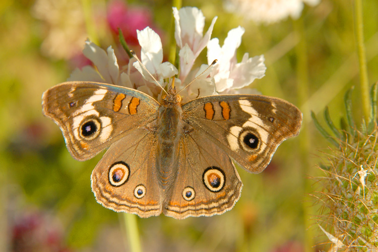 Common Buckeye butterfly