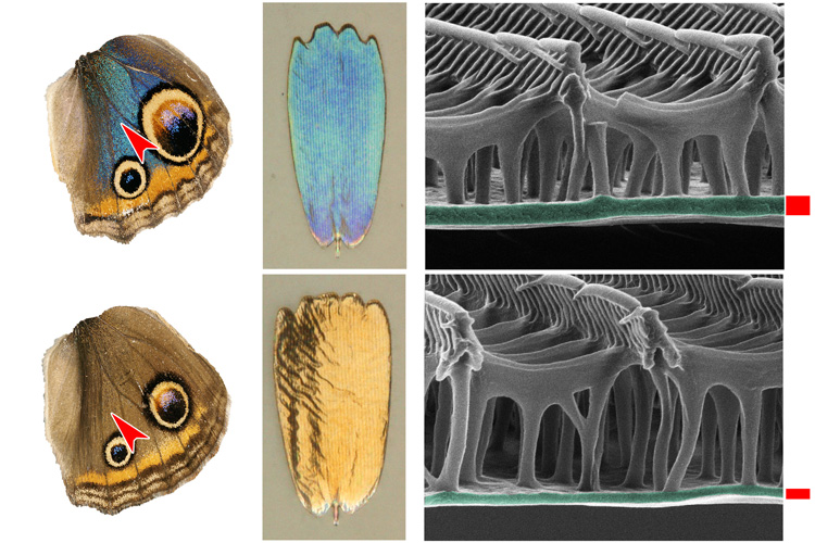 comparison of microscopic wing scale structures