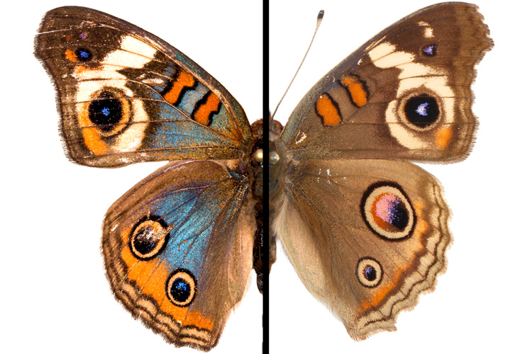 bluer vs wild buckeye wing