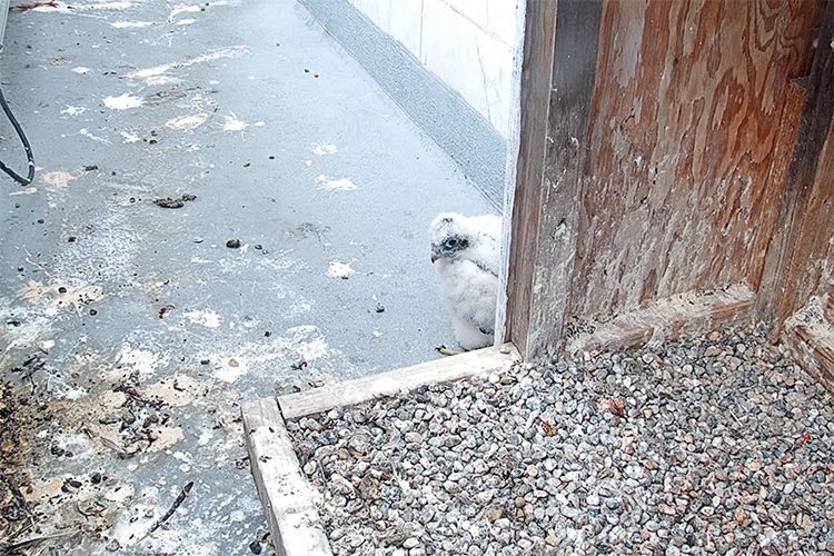 The falcon chicks on the Campanile will fledge in a few weeks.