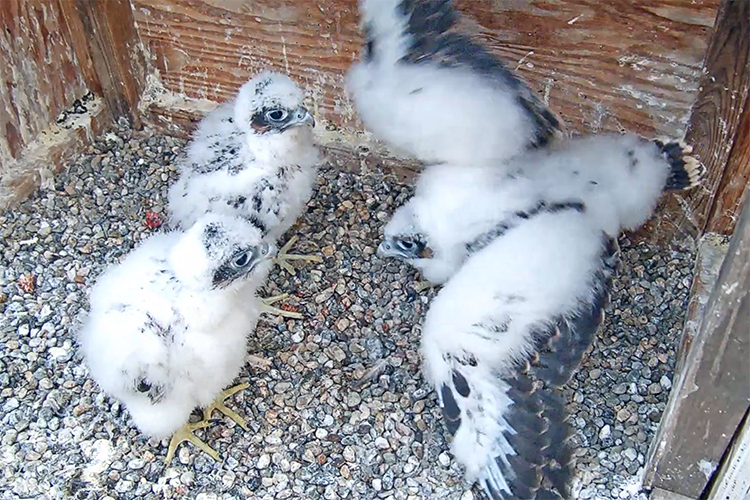 The falcon chicks on the Campanile will fledge in a few weeks.