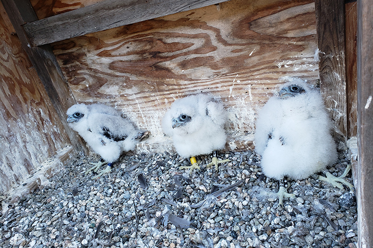 The falcon chicks wear their identification bands put on their legs on May 11.