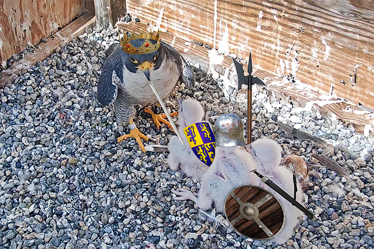 A photo-edited image shows father falcon Grinnell getting ready to dub his chicks with their new names, which will be decided in a contest that starts May 12.