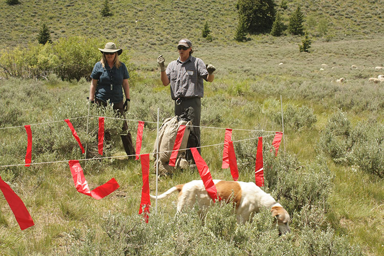 a string of bright red flags on a string, hanging over a field of long grass. A white and tan dog walks under the flags, and two farmers stand in the background.