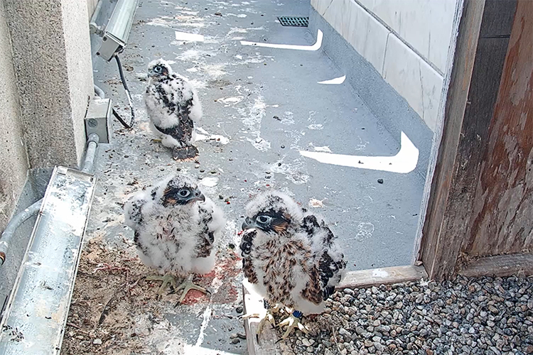 Three falcon chicks on thh campaniele.