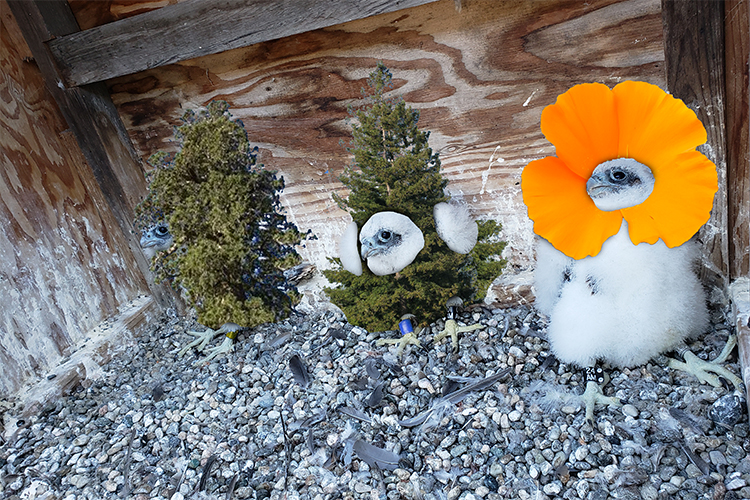 Poppy, Redwood and Sequoia in an edited image that features poppies, sequoias and redwoods.