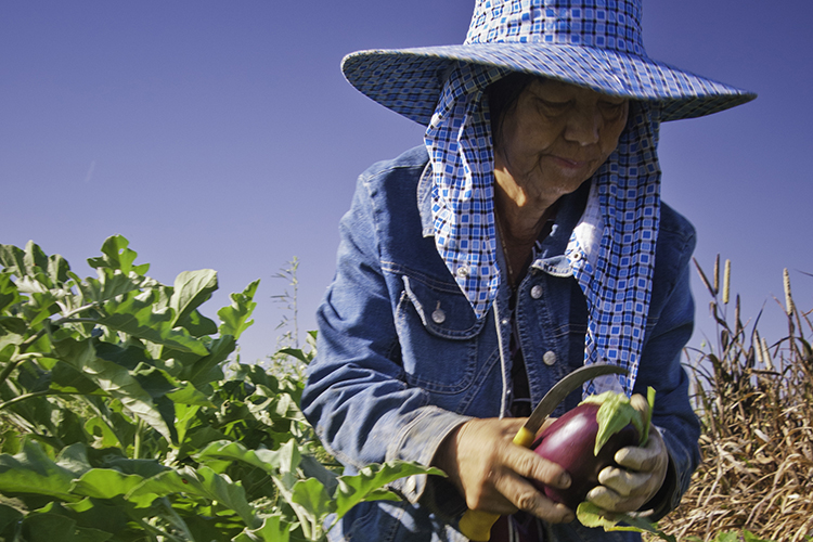 Worker in California farm field harvesting eggplant