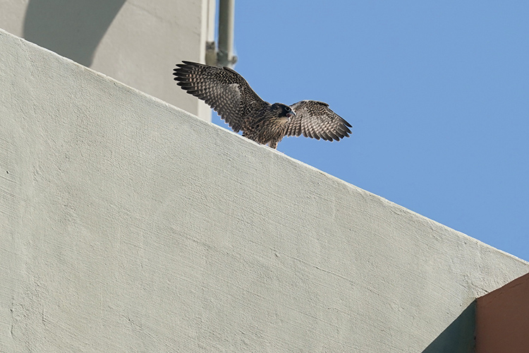 A young female falcon readies to fly off the Campanile, her wings outspread.