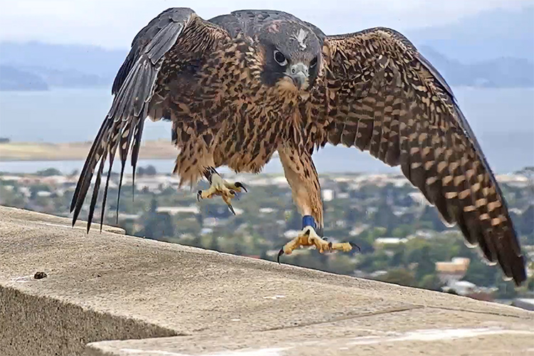 Redwood the falcon lands on the Campanile after one of his first flights on Saturday, May 30.