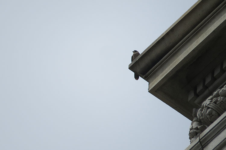 One of three falcon fledglings sits on a corner of the Campanile.