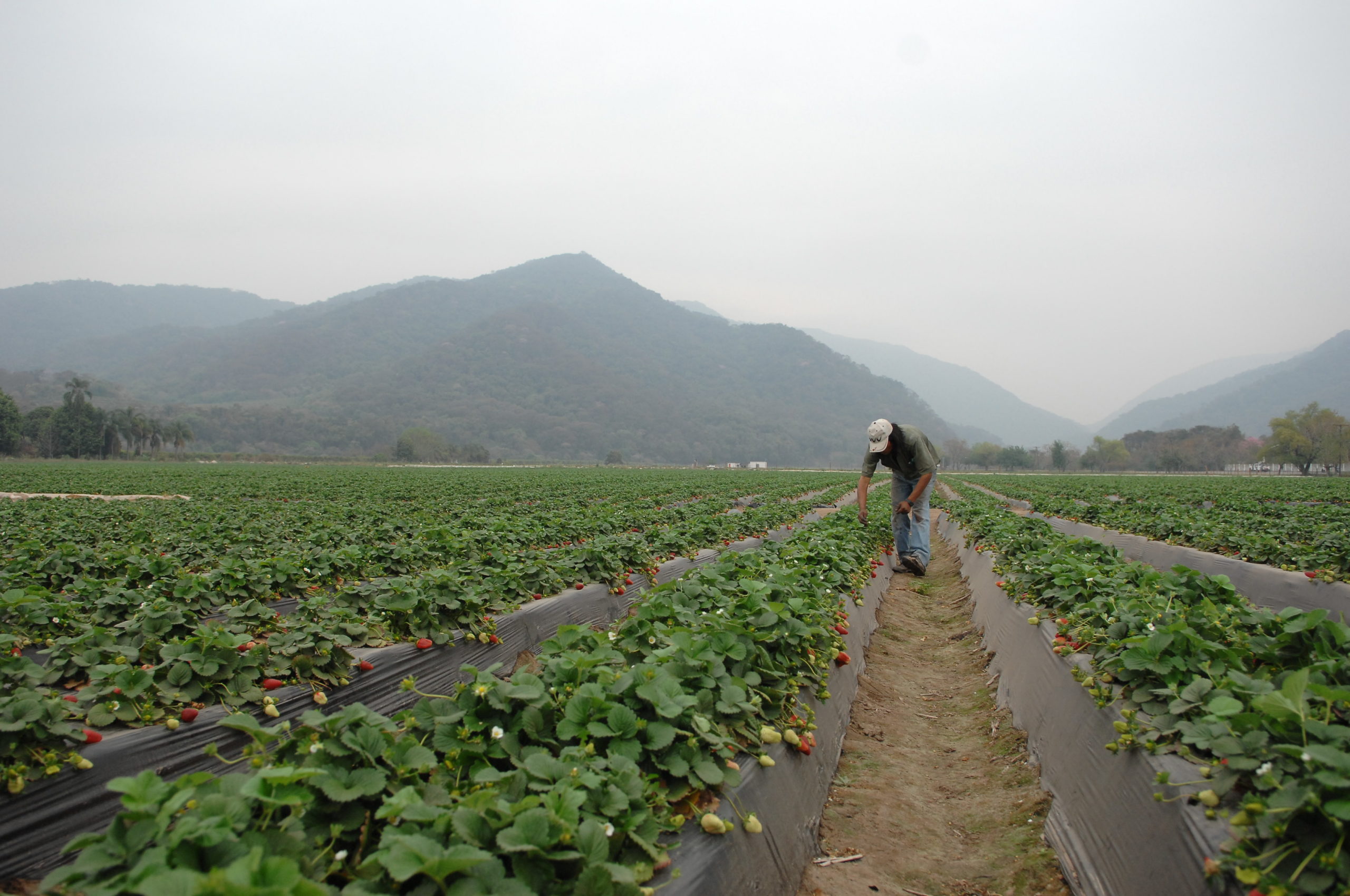 agricultural worker working in a crop field