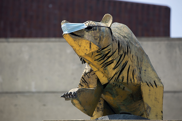 The bear statue in Lower Sproul Plaza is wearing a blue face mask.