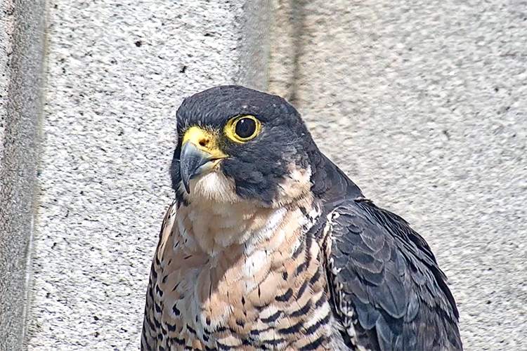 Annie, the mother peregrine falcon that lives on the Campanile, sits still for an up-close shot of her head and upper chest.