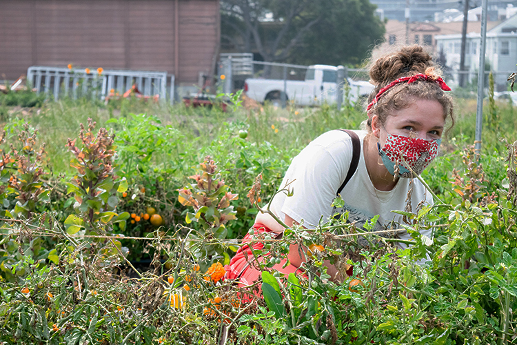 A student tends to a patch of tomatoes at the Student Organic Garden.