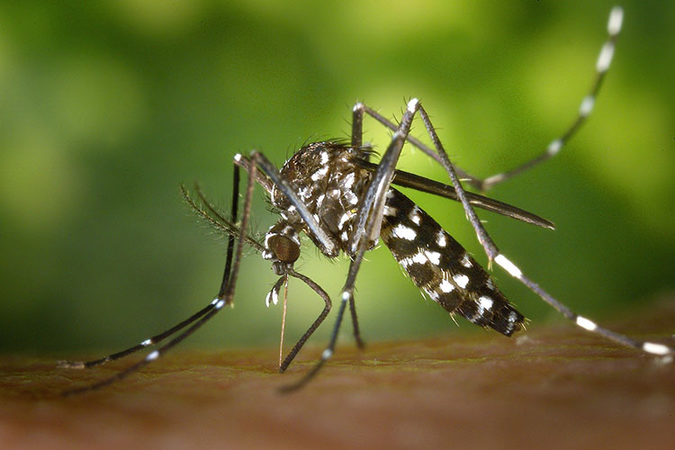 A close of photo of a mosquito with white stripes