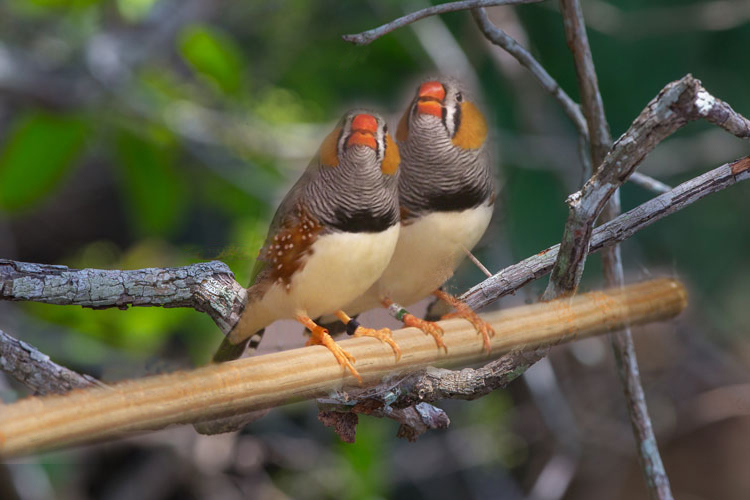 zebra finch male vs female