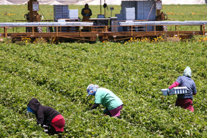 A photo shows three agricultural laborers working in a green field