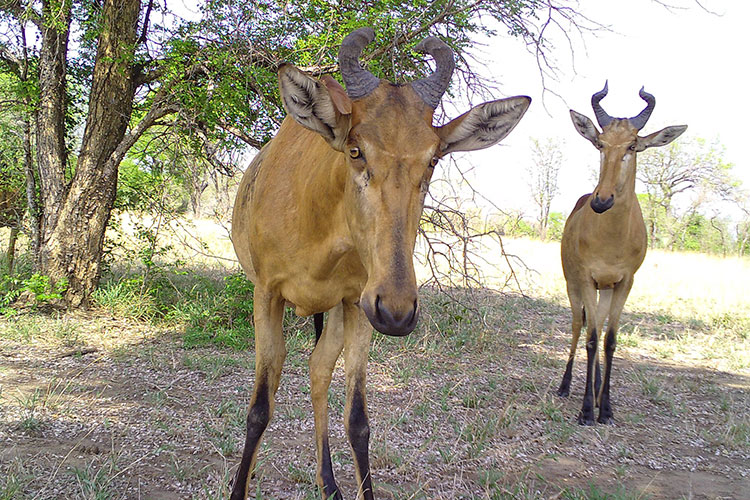 A camera trap photo shows two hartebeests in the African savanna