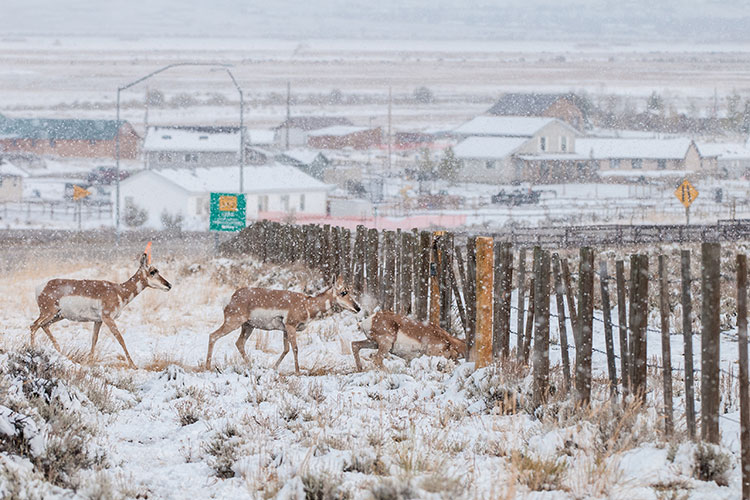 Three pronghorn antelope walk across a snowy field in Wyoming. The first one is ducking to crawl under a fence that blocks their path.