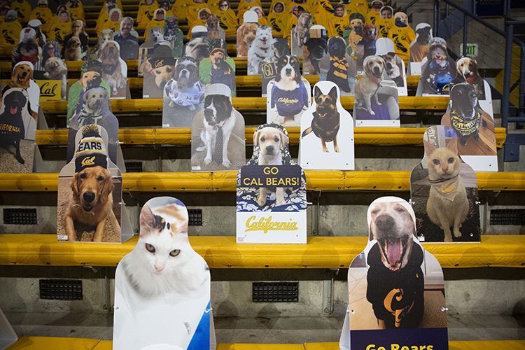 A section of cardboard cutout fans at Haas Pavilion is populated by the faces of fans' pets.
