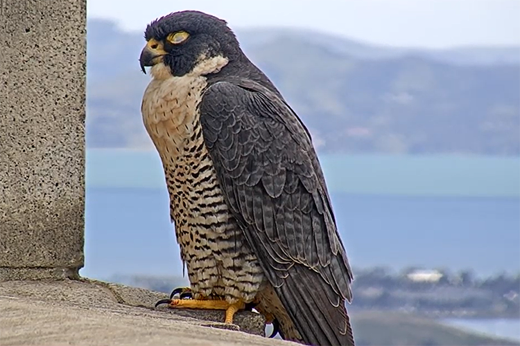 Annie the falcon closes her eyes and rests on ledge on the Campanile the same morning she laid her first egg of 2020.
