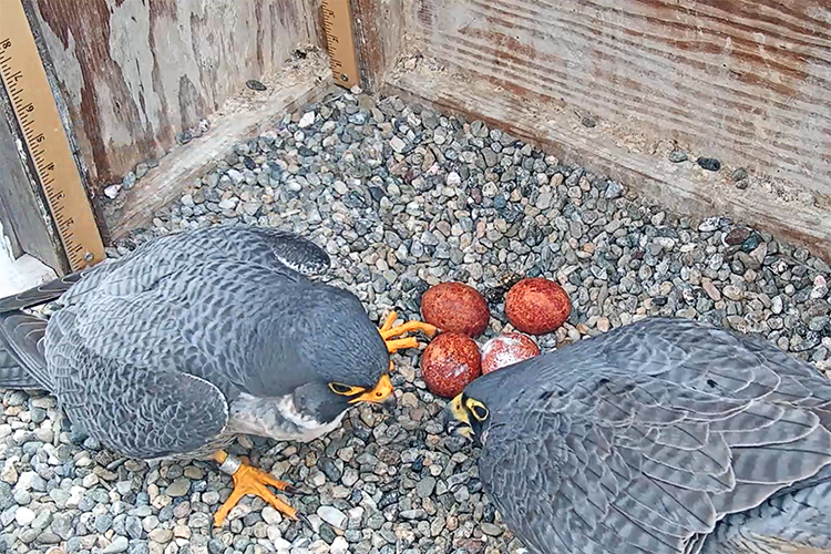 two falcons stand near eggs in a gravel box