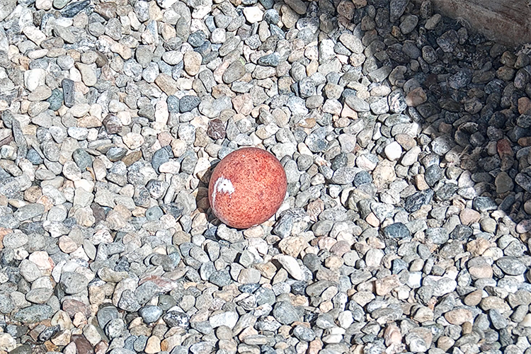 The first egg for the Berkeley falcons in 2021 has a white spot on it that is actually poop, and, if it stains the egg, the mark later may help identify the egg as the first one.