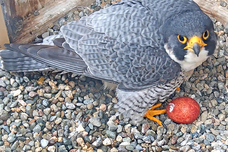 Grinnell, the male peregrine falcon on the Campanile, stands over the first egg laid in 2021. The egg is a rusty color and Grinnell is looking at the camera.