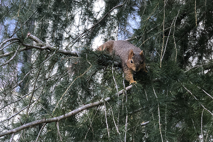 A squirrel on the Berkeley campus looks straight at the camera from its perch in a tree.