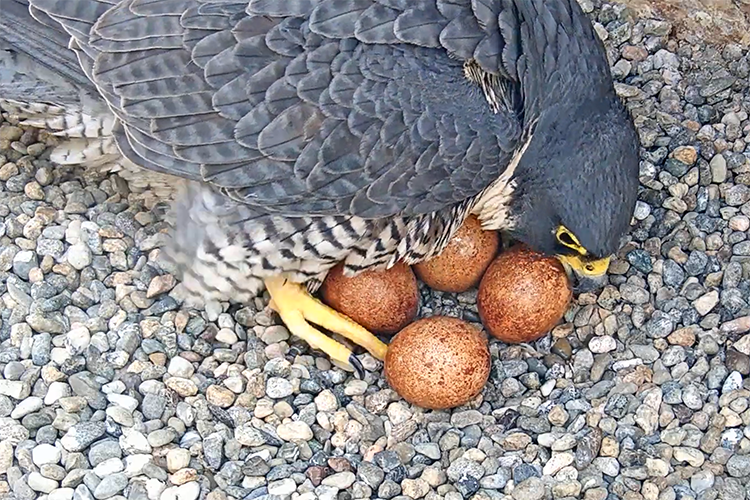 Annie looks at her four eggs and coos.