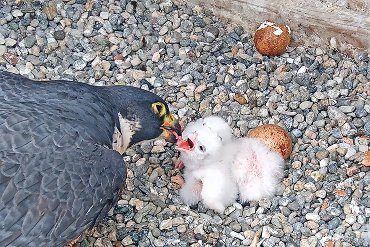 Annie feeds her three chicks fresh pieces of meat.