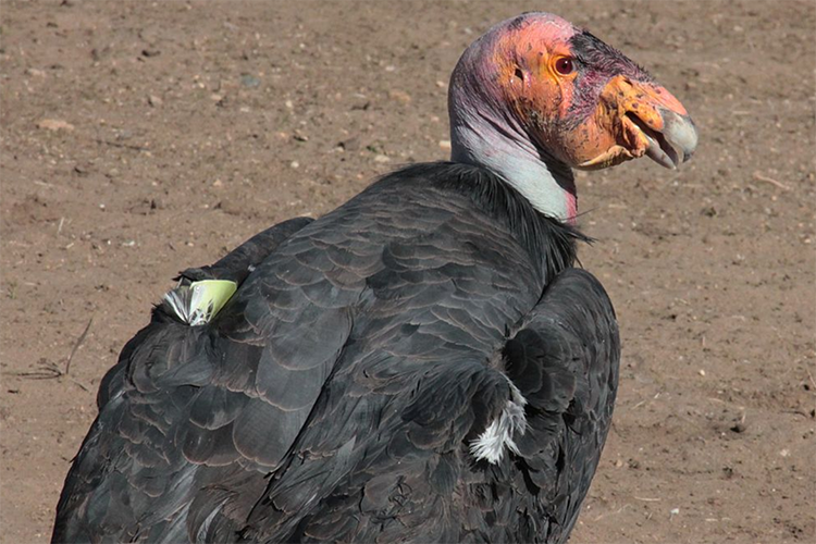 A California condor