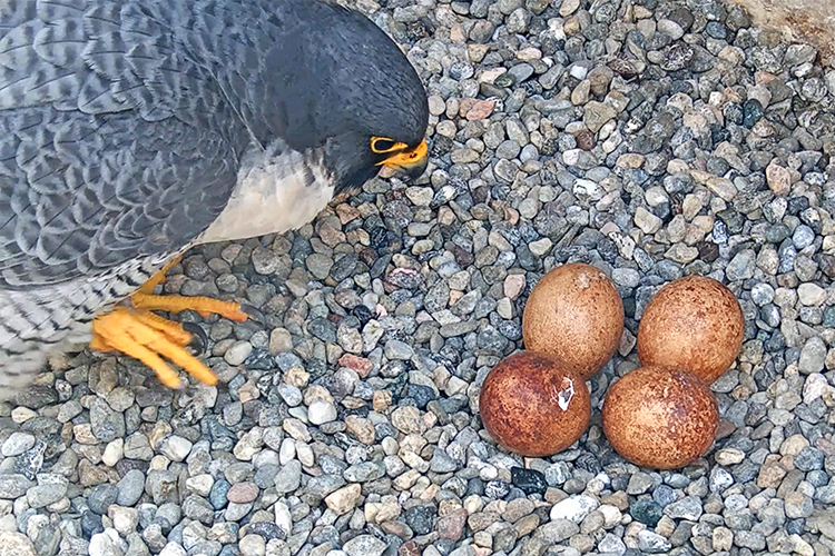 Grinnell, the father falcon, looks at the four eggs getting ready to hatch, and one shows signs of a crack appearing.