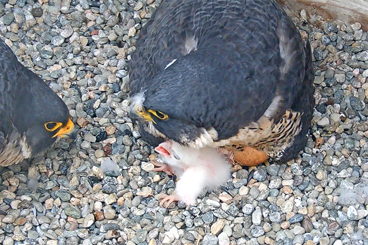 Grinnell takes a look at his third chick, which is still partially in its shell and under Annie's care.