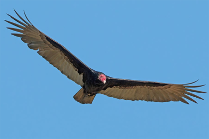 Where Have All The Vultures Gone? Ph.d. Student Investigates 