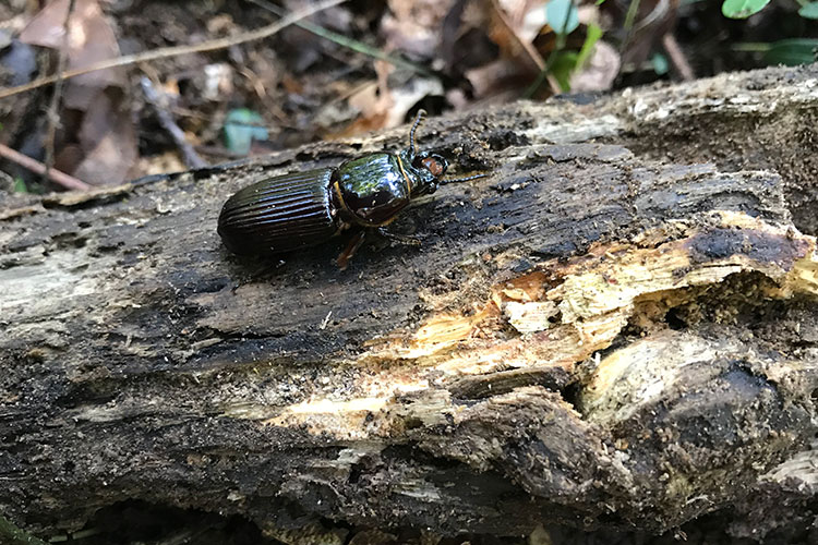 A photo of a black, shiny beetle sitting on a half-rotted log in the forest.