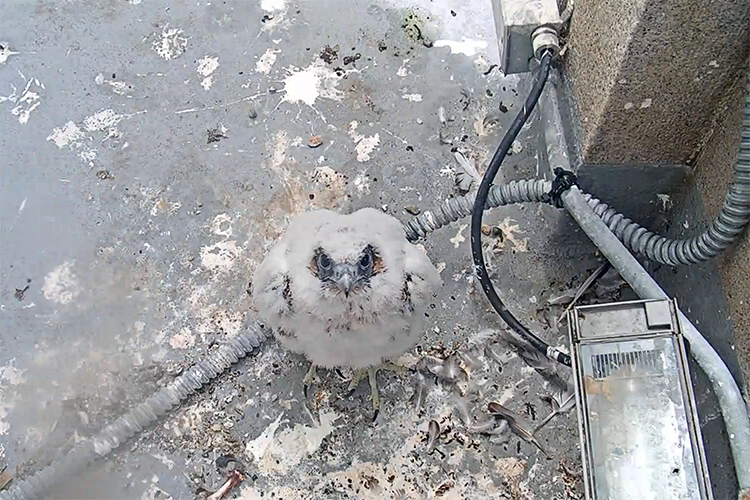 A fluffy white falcon chick looks directly into the camera.